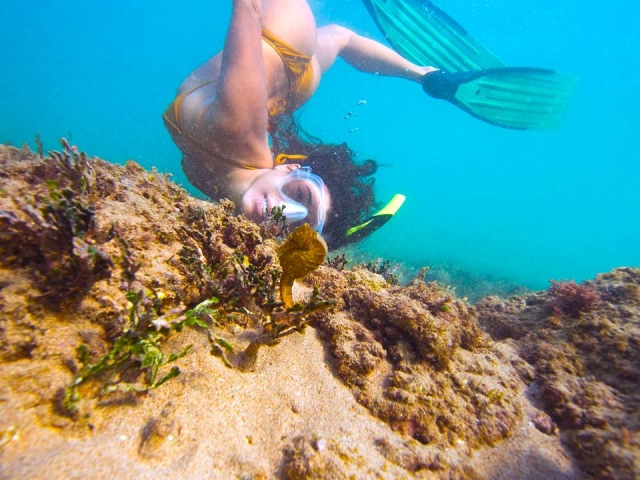 Snorkel en arrecifes